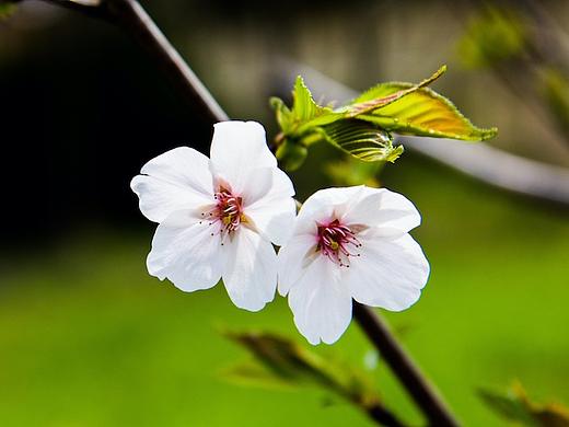 花（个人主页-ZMjcwNTQyOTY=） - 产品摄影 - 站酷设计师俩小团子原创素材 - 站酷ZCOOL