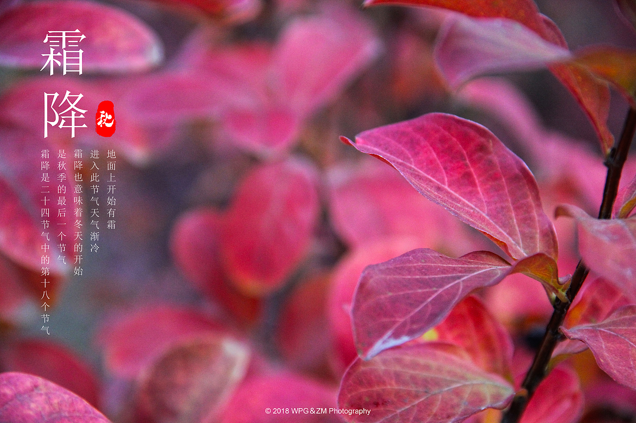 《 霜降 》