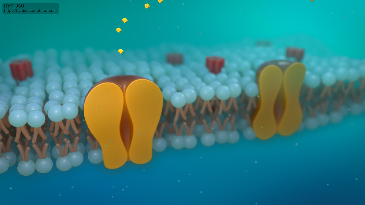 练习：细胞膜动画（图ZNTYxODc4NzY=） - 人物/生物 - 站酷设计师HYP_JNU原创素材 - 站酷ZCOOL