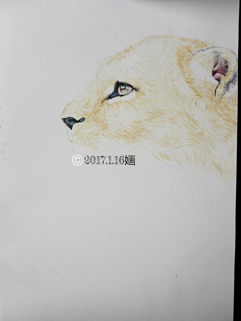 彩铅猎豹（图ZNjk4Mzk0OTY=） - 创作习作 - 站酷设计师婳画原创素材 - 站酷ZCOOL