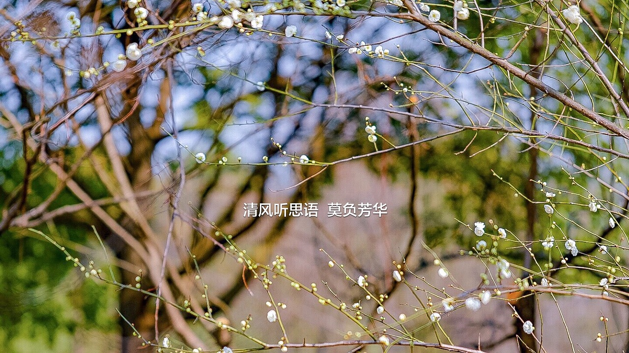 春（图ZMTQzODkyNjI4） - 人文/纪实摄影 - 站酷设计师吾翰世原创素材 - 站酷ZCOOL