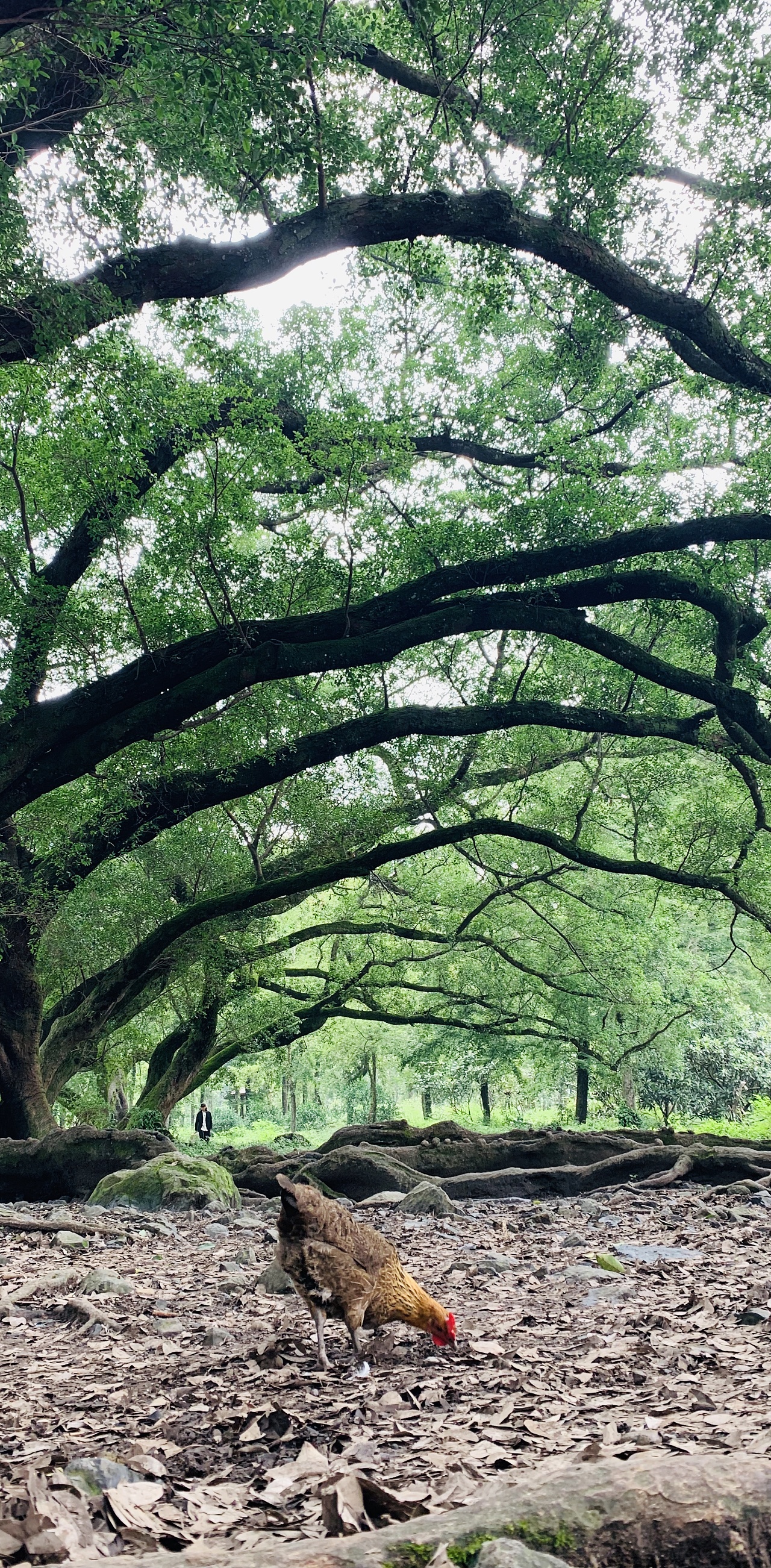 池塘边的榕树下