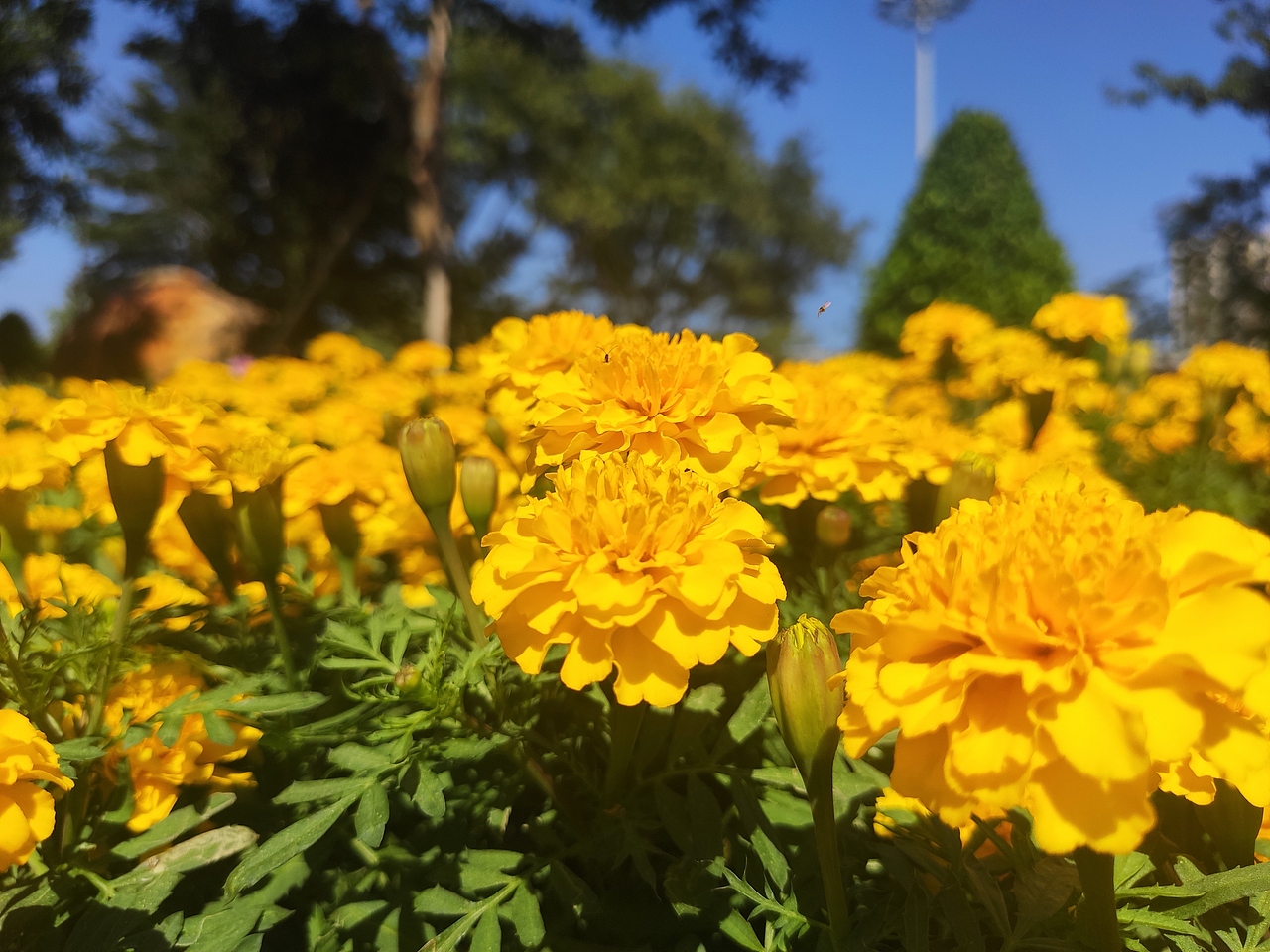 最近 庄头公园手机摄影