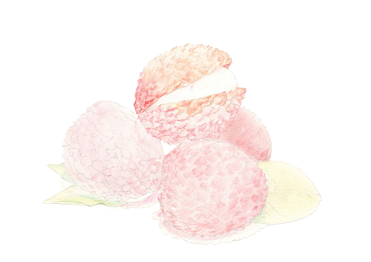 5.用红色和肉色接着刻画最上面的荔枝。
<br>(518 515 516 )<br>