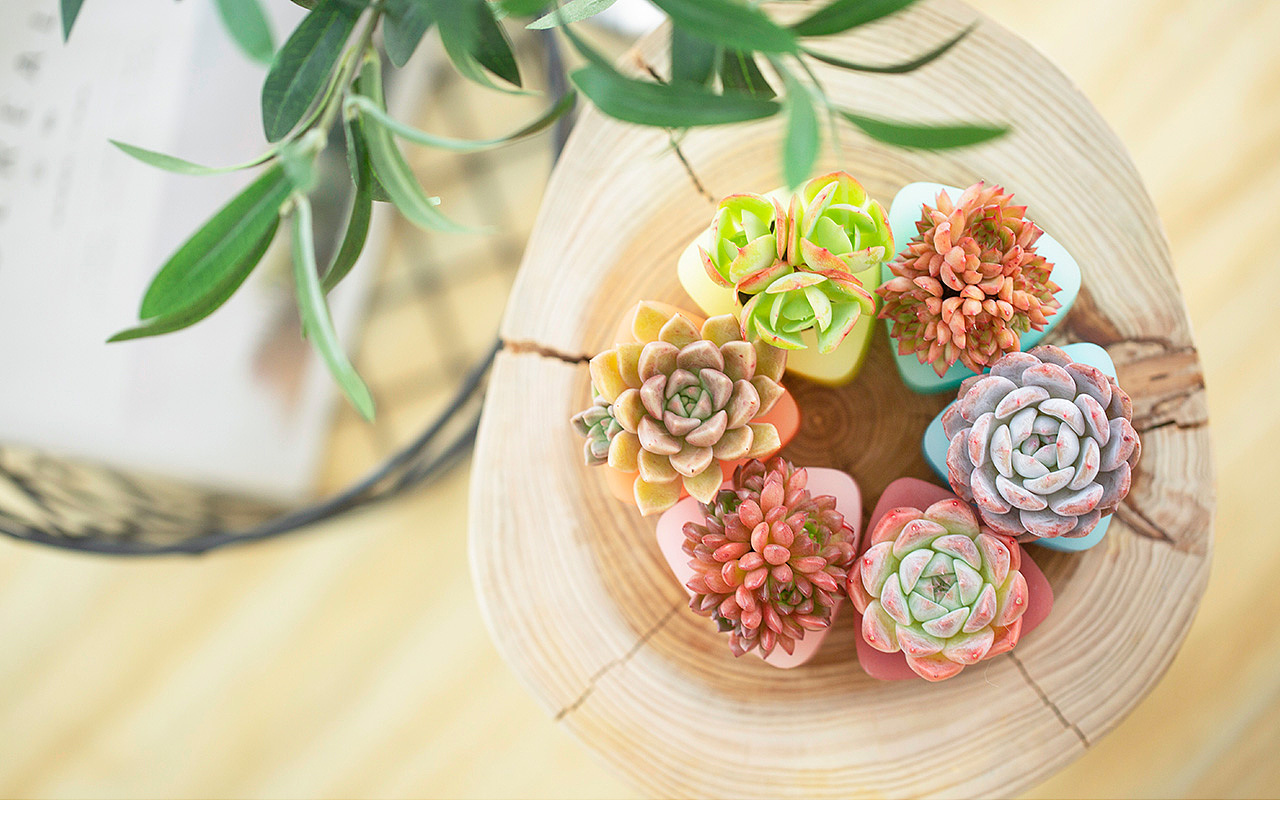 三款INS风家居无土栽培多肉植物-产品摄影（图ZMTMzNTk2NDYw） - 产品摄影 - 站酷设计师Pazza大安原创素材 - 站酷ZCOOL