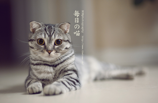 吃喵的鱼0的个人主页（背景预览） - 主页背景设置 - 站酷设计师吃喵的鱼0原创素材 - 站酷ZCOOL