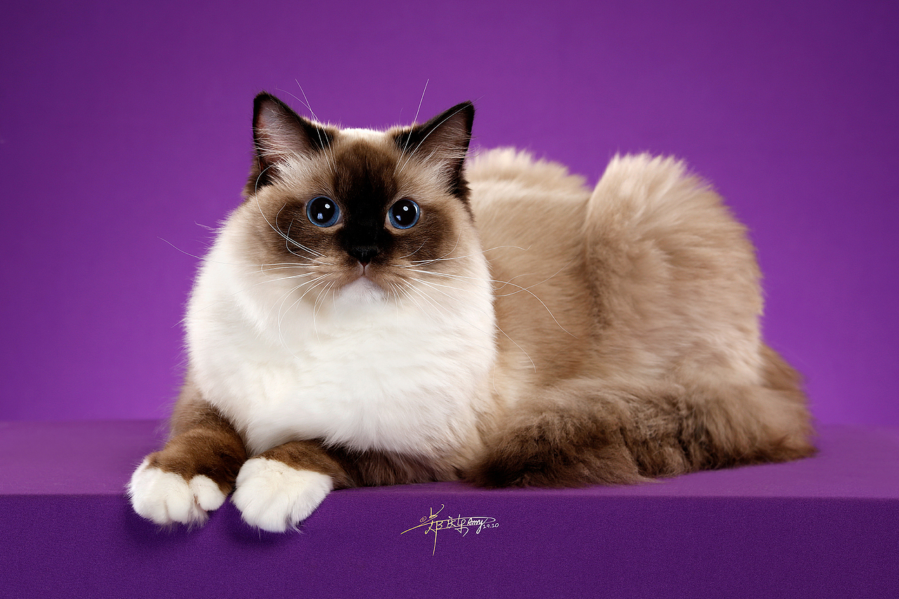 布偶猫（图ZMTgwNjg4NjQw） - 宠物摄影 - 站酷设计师AMYWORKS赛猫摄影原创素材 - 站酷ZCOOL