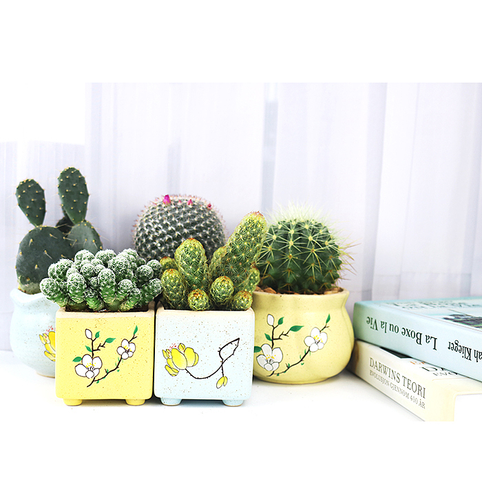 仙人掌-绿植-植物（图ZMTQyNzk1OTI0） - 产品摄影 - 站酷设计师糖少爷原创素材 - 站酷ZCOOL