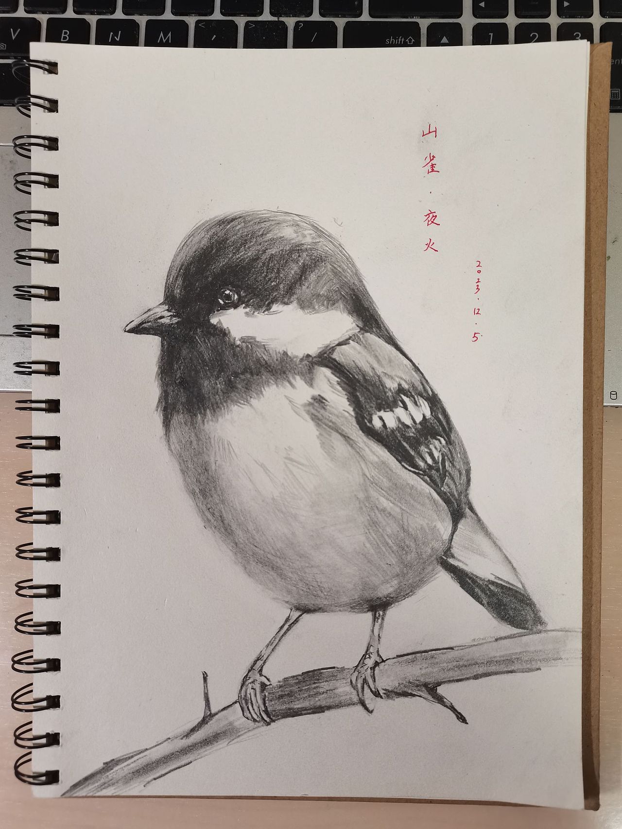 素描速写-灵动的山雀