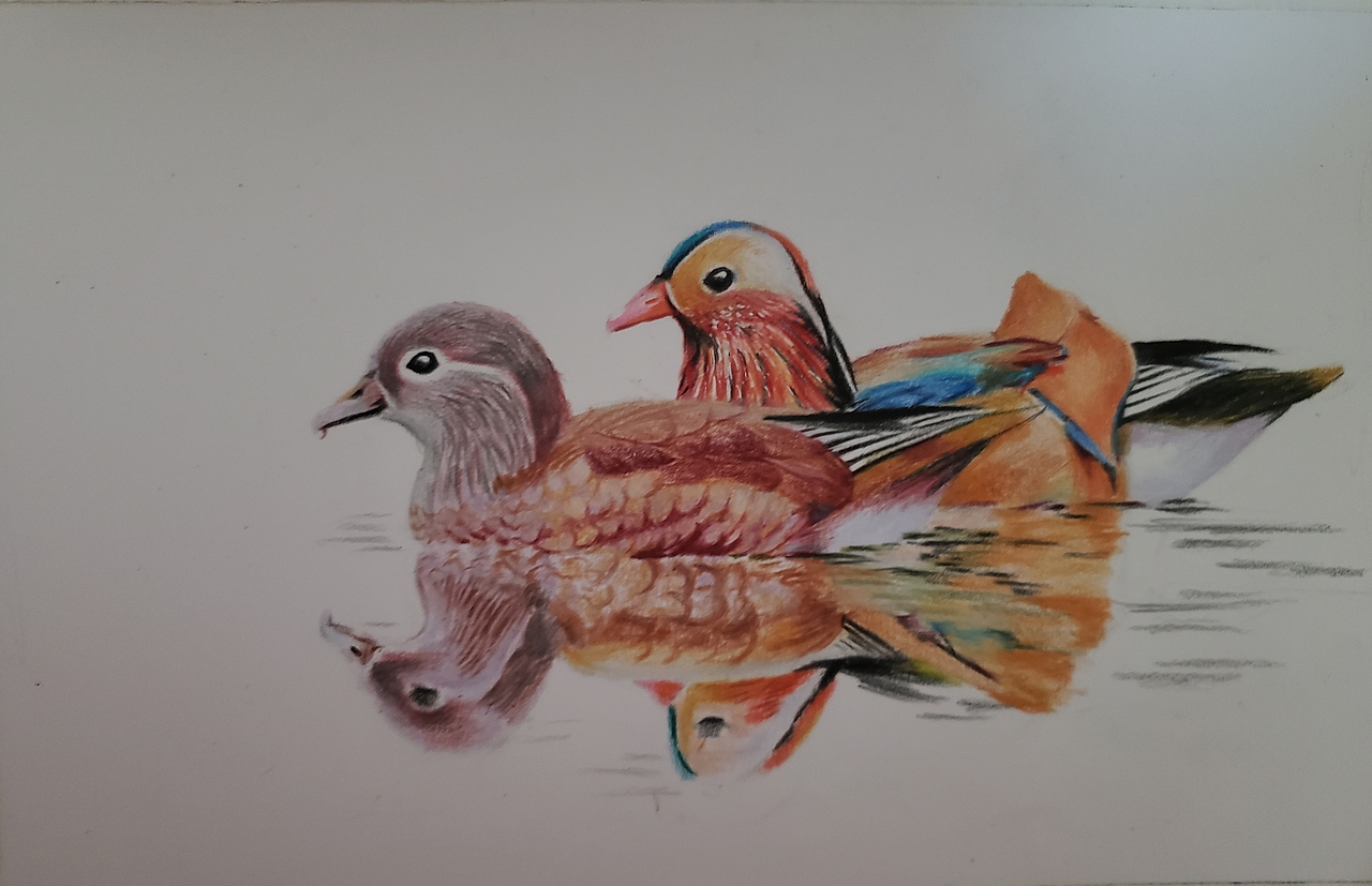 彩铅鸳鸯