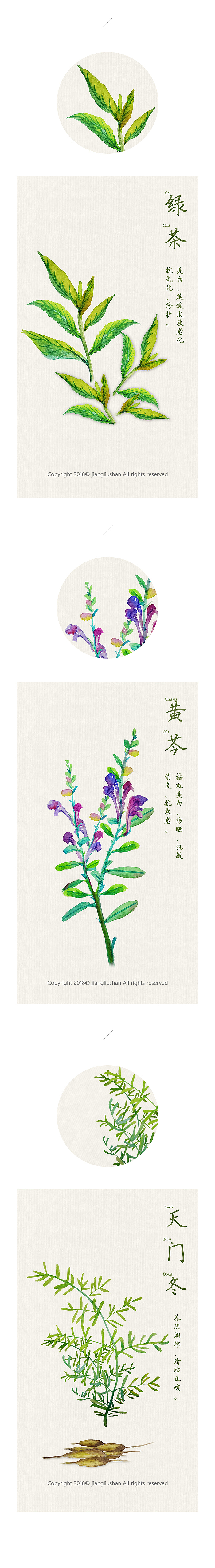 植物/本草每日一练（图ZMTIyNzI2MzQw） - 创作习作 - 站酷设计师大六山原创素材 - 站酷ZCOOL