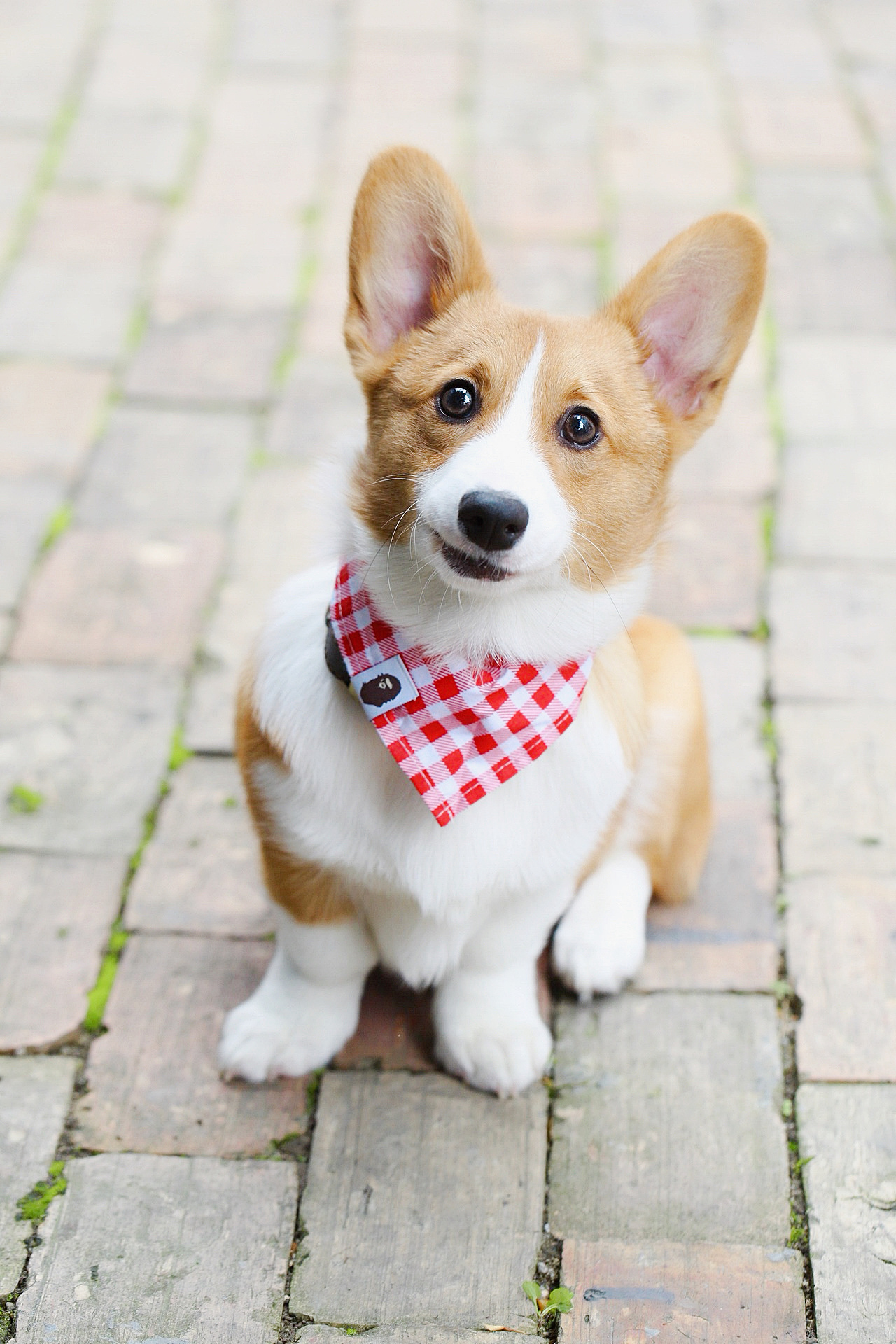 囧字眉的柯基也会笑