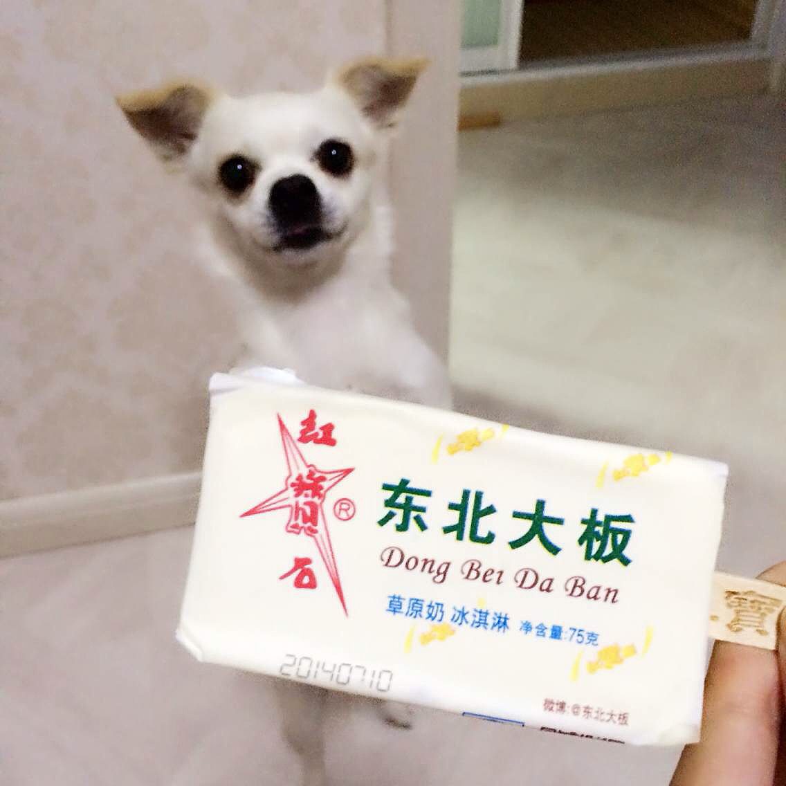 扁总の日常(图ZMjc3MjA3OTY=) - 宠物摄影 - 站酷设计师叶子_23_原创素材 - 站酷ZCOOL