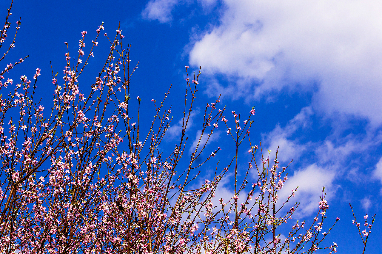 在那桃花盛开的地方