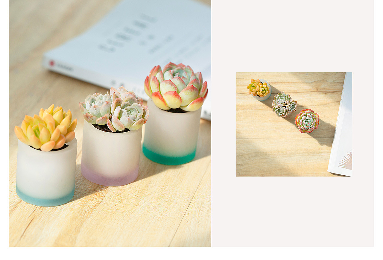 三款INS风家居无土栽培多肉植物-产品摄影（图ZMTMzNTk2Mzk2） - 产品摄影 - 站酷设计师Pazza大安原创素材 - 站酷ZCOOL