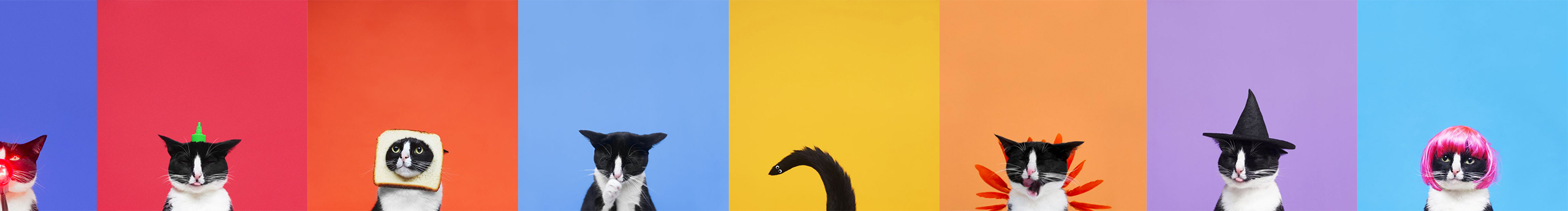 Singra的个人主页（封面预览） - 主页封面设置 - 站酷设计师Singra原创素材 - 站酷ZCOOL