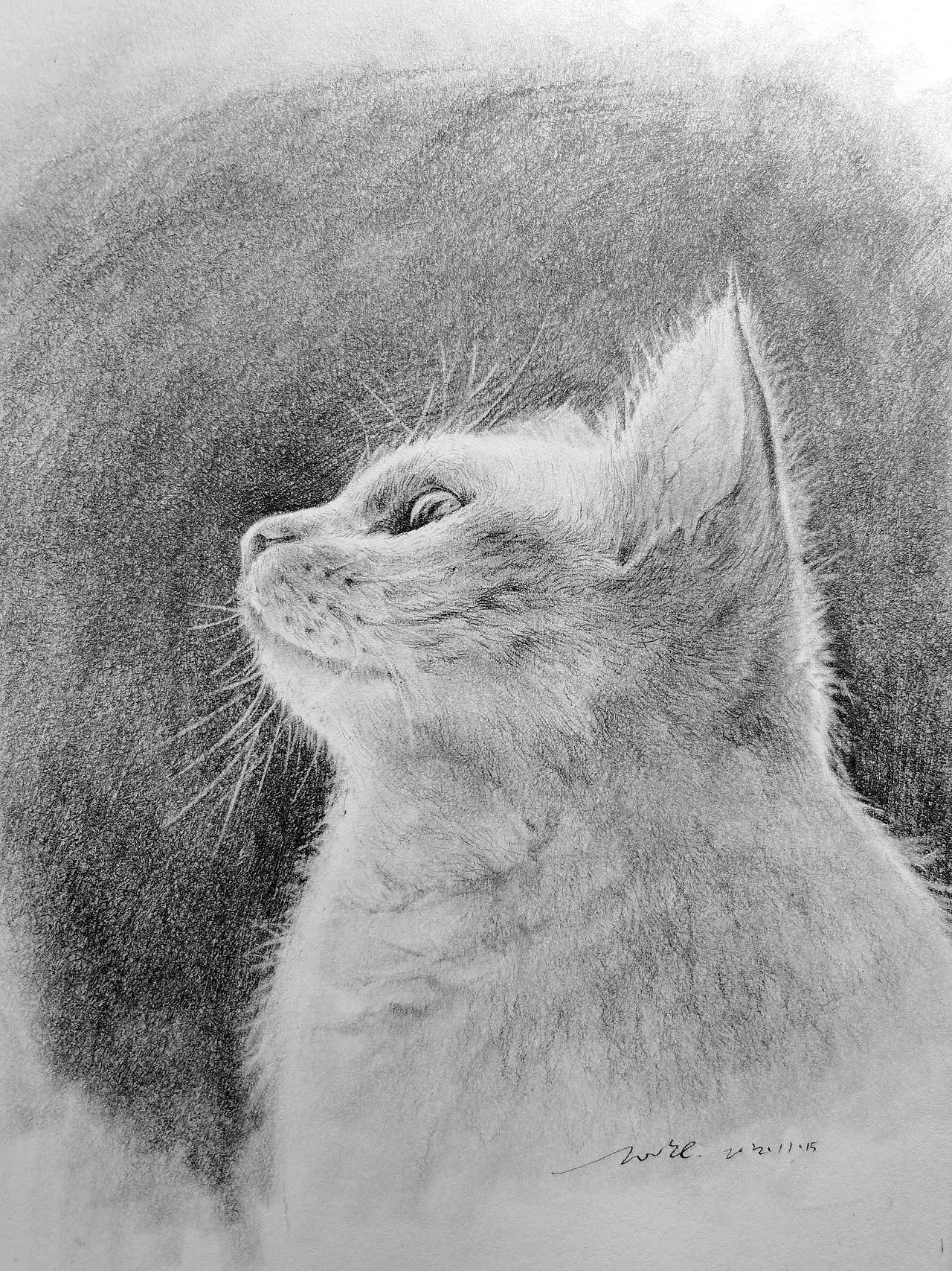 画个猫咪给你撸