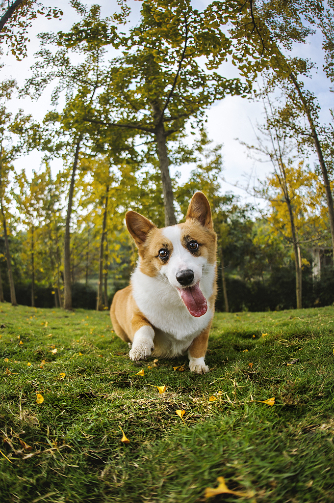 【均木纪实宠物摄影】