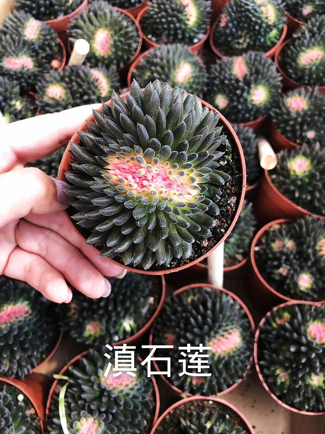 云南东南亚多肉绿植（图ZMTU1NDUxNDY4） - 产品摄影 - 站酷设计师绿植玩家原创素材 - 站酷ZCOOL