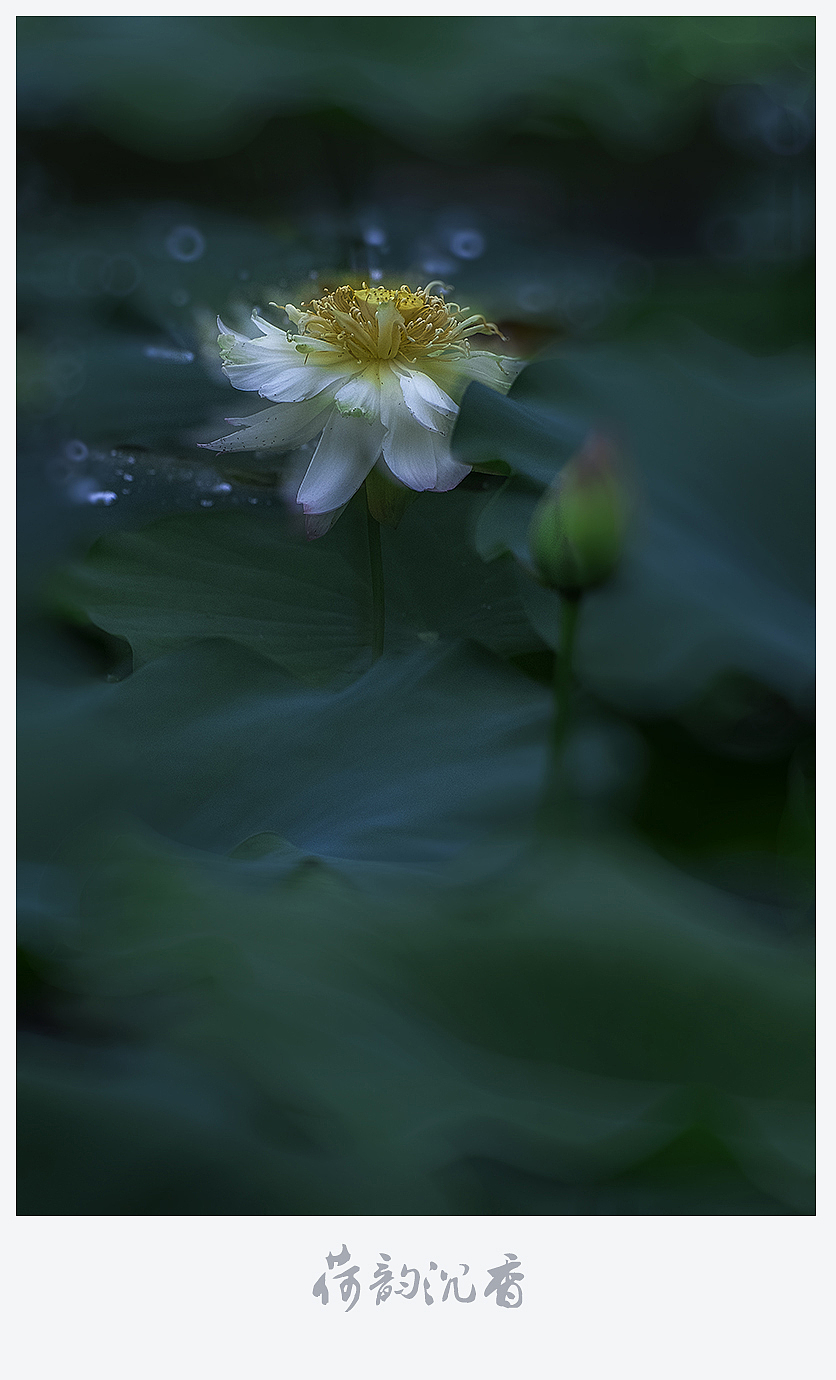 【荷韵沉香】（图ZMjEzNDE1NzQ4） - 风光摄影 - 站酷设计师老陆逍遥原创素材 - 站酷ZCOOL