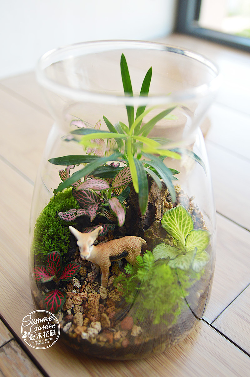 把梦境装进瓶子 绿植手作之羚羊艾玛--《夏末花园成长日记》