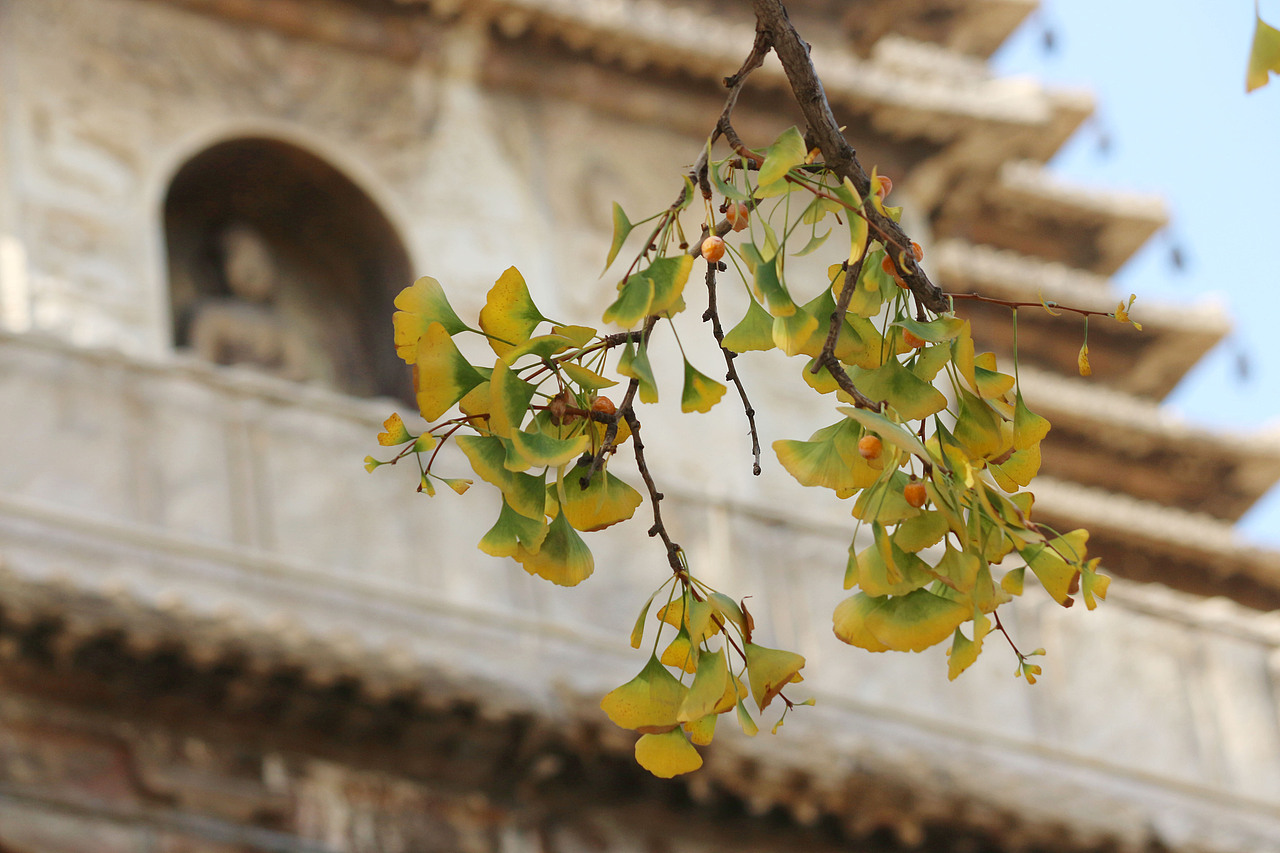 五塔寺银杏