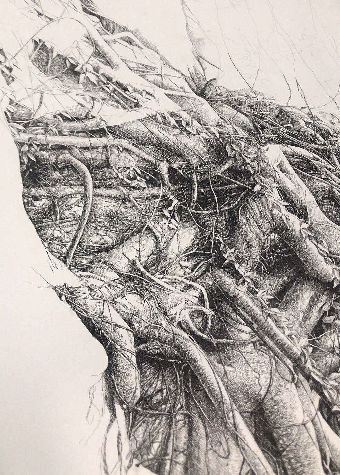 古藤老树（图ZMTM3MTgxODMy） - 绘画 - 站酷设计师ohwa俊桦原创素材 - 站酷ZCOOL