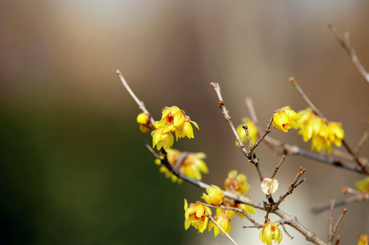 梅——古城腊梅（图ZNjg2MTAzNjQ=） - 风光摄影 - 站酷设计师木鱼说原创素材 - 站酷ZCOOL