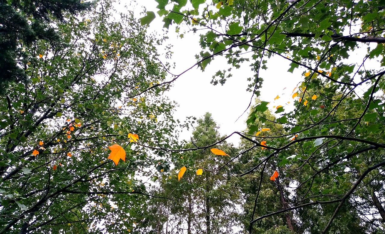 秋初的成贤（图ZOTM2NTg0MDQ=） - 风光摄影 - 站酷设计师赵乾巽原创素材 - 站酷ZCOOL