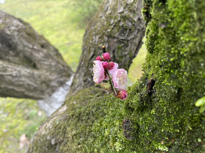 灵峰探梅（图ZMzMwNzEwODg4） - 风光摄影 - 站酷设计师钱珊Mino原创素材 - 站酷ZCOOL