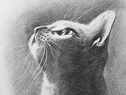 周末小作，献给吸猫人士