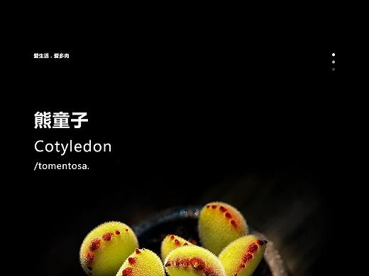 两张多肉的详情···
