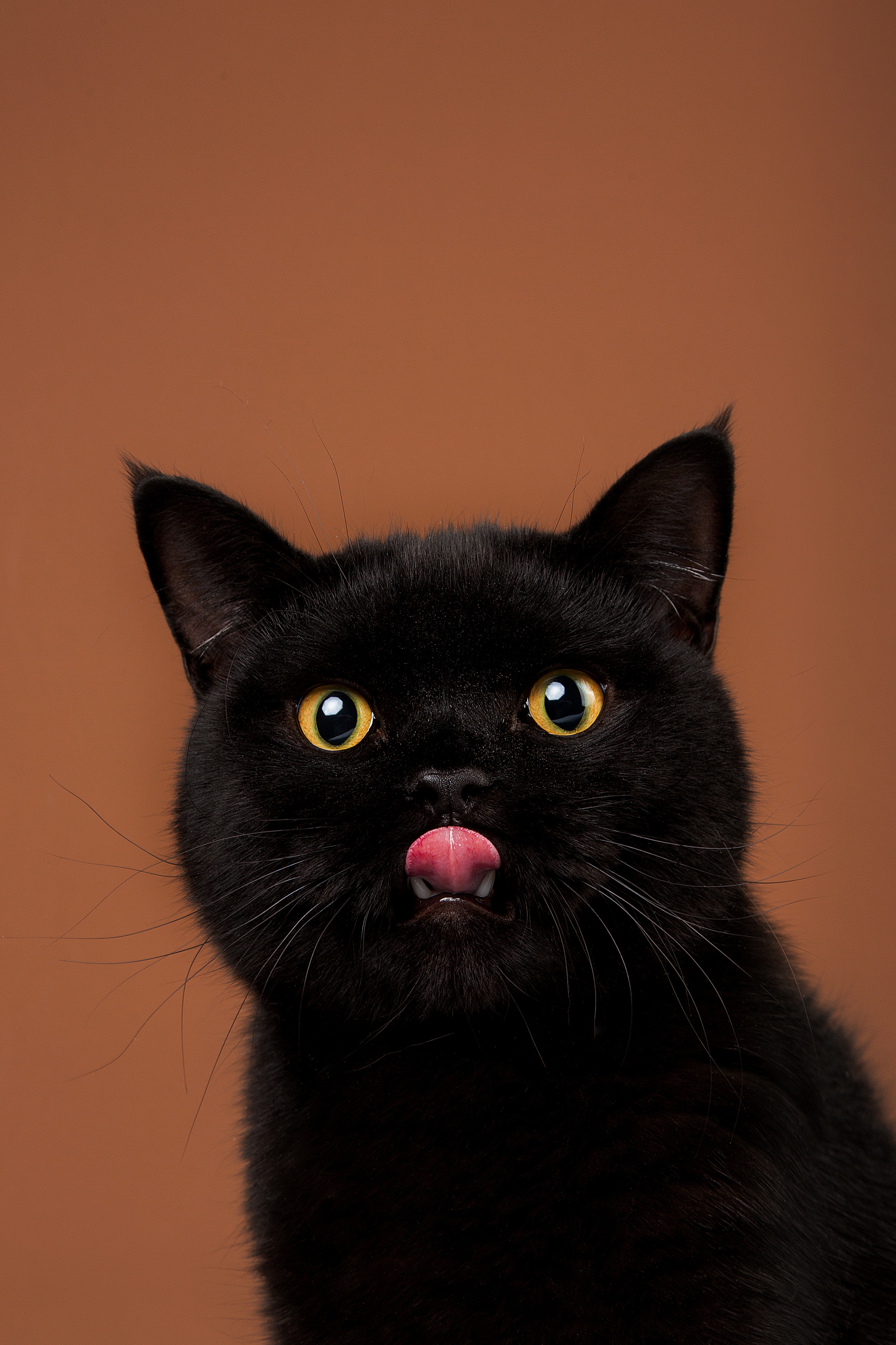 【动物照相馆】黑猫