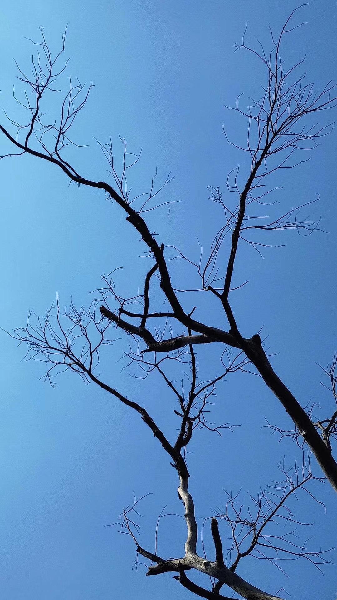 摄影 | 早春不过一棵树