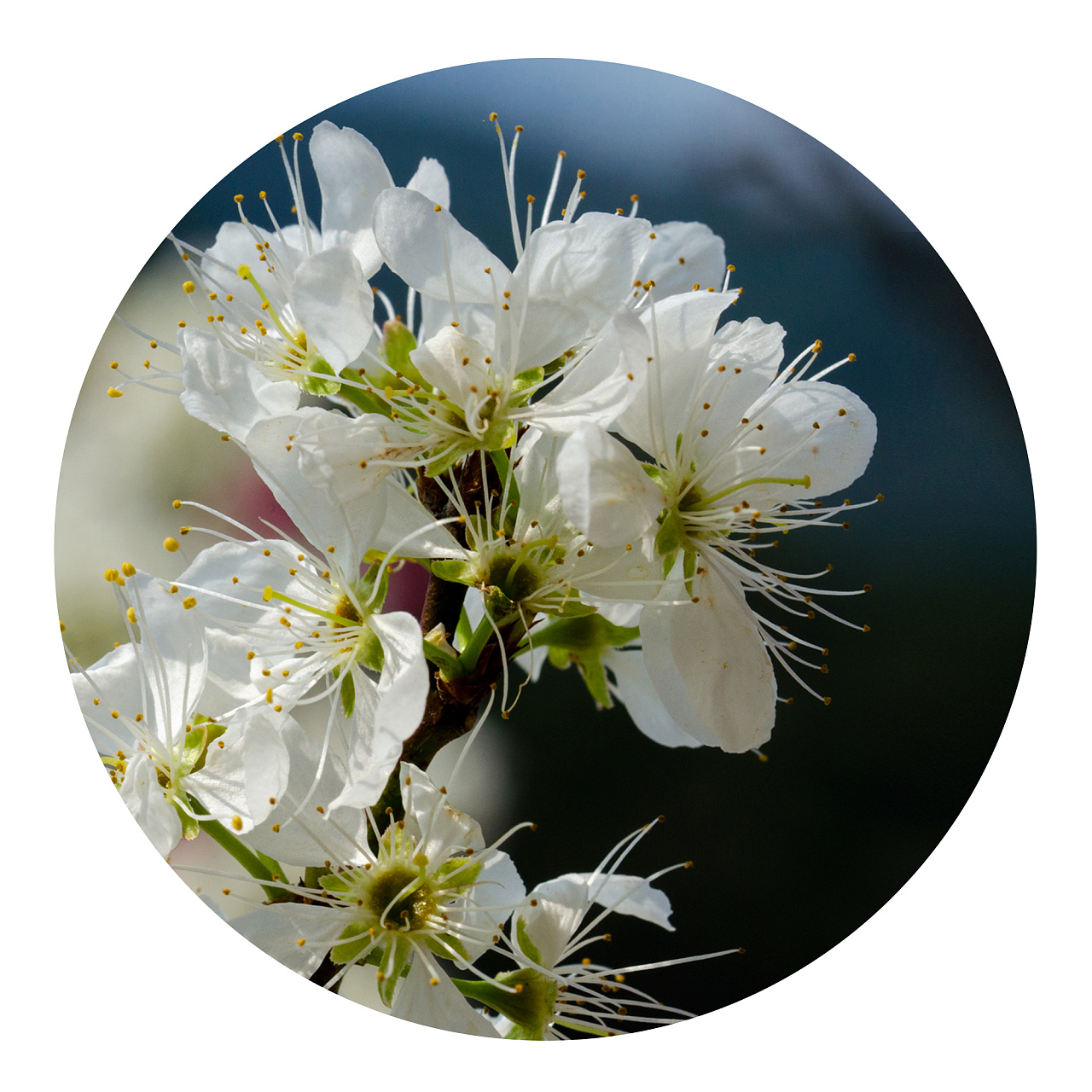 白色青梅花的花语图片
