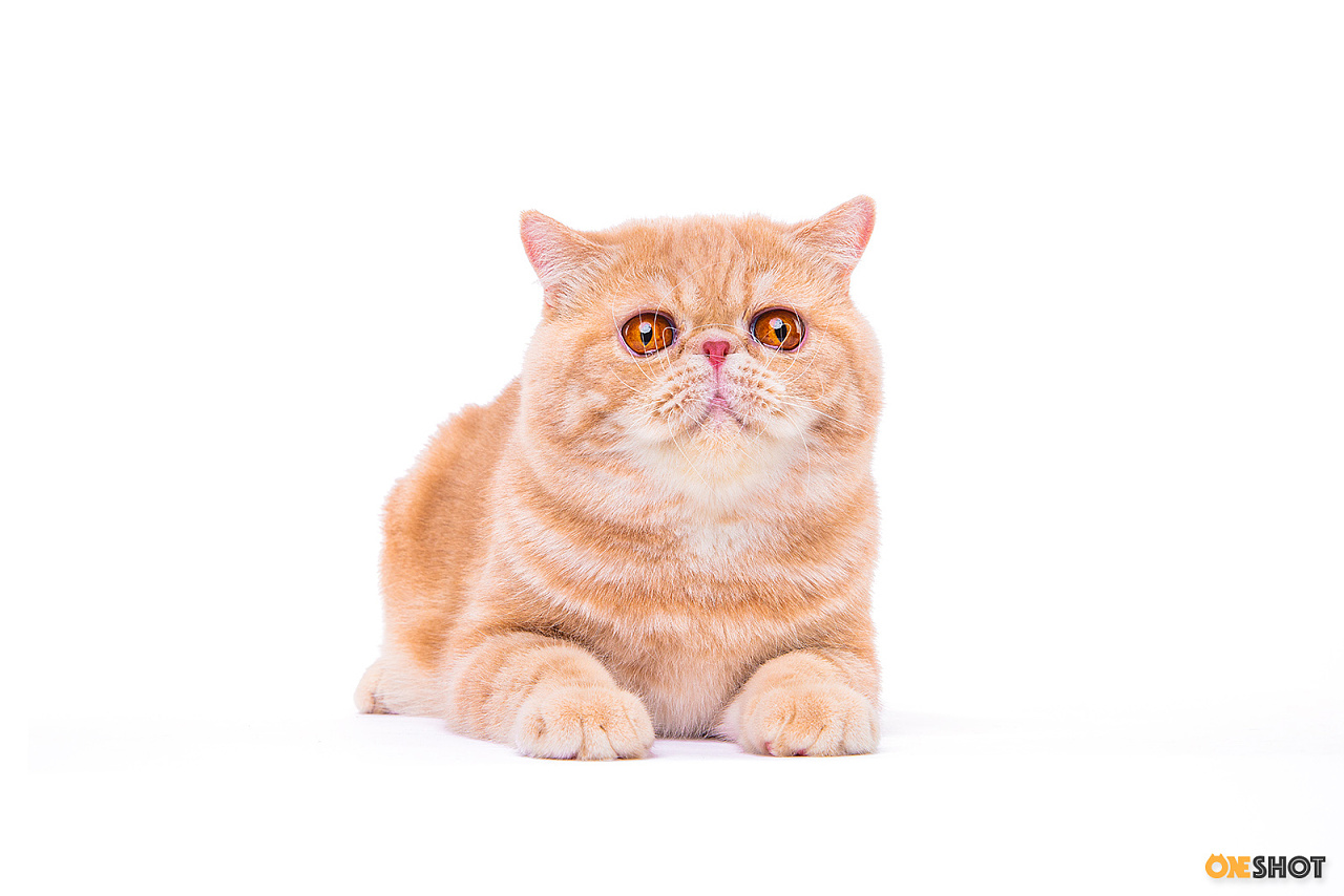 白底证件照加菲猫幼成