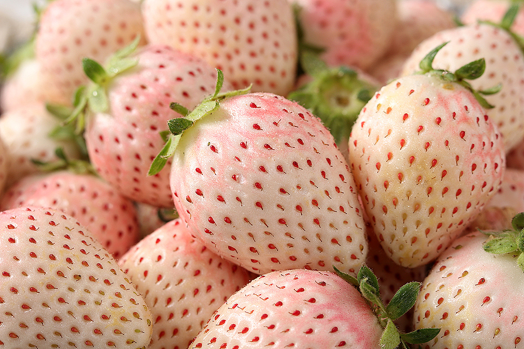 淡雪白草莓部分客片丨飞鸟电商—专注生鲜电商拍摄设计