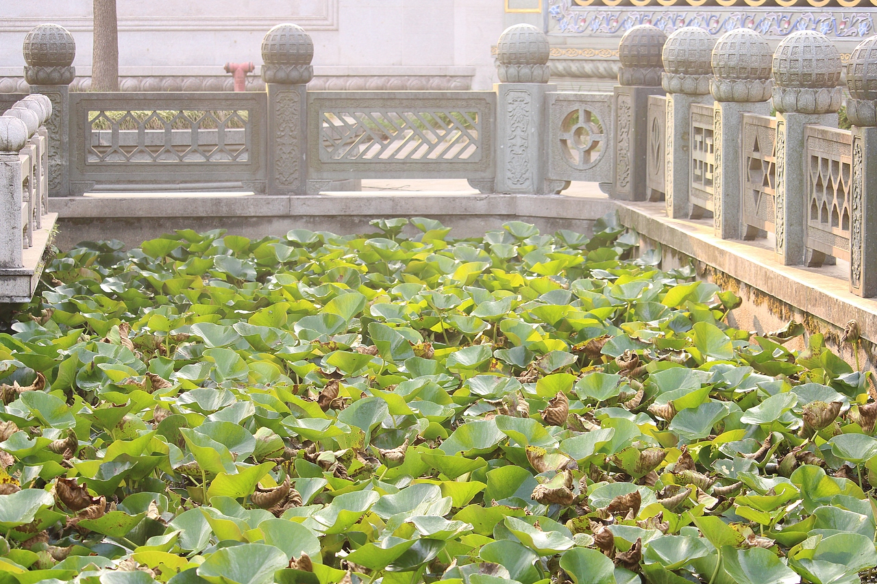 烟花三月下扬州!