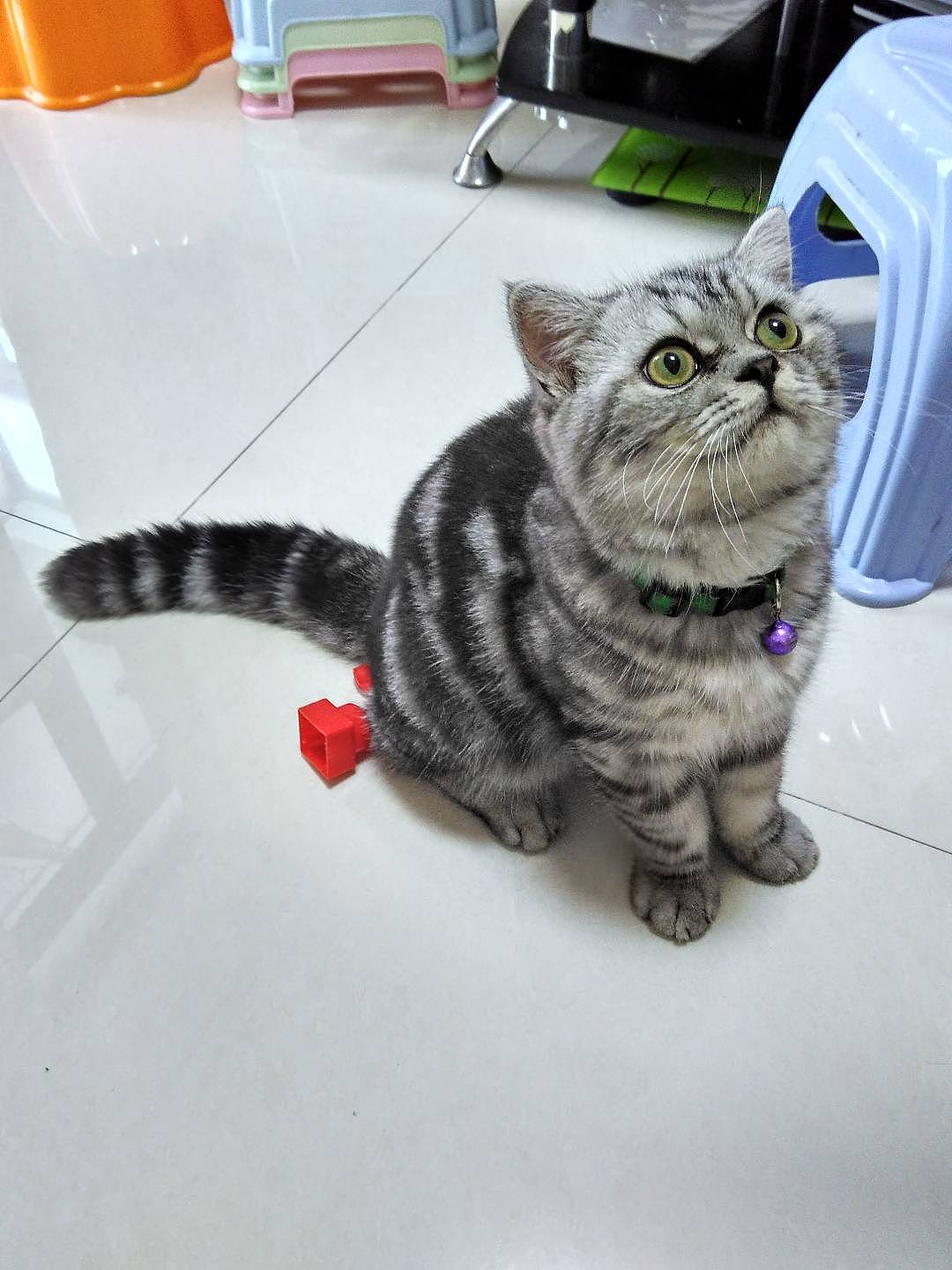 拍猫集02（图ZMTM1NTQ5NDg4） - 宠物摄影 - 站酷设计师嘟嘟2019原创素材 - 站酷ZCOOL