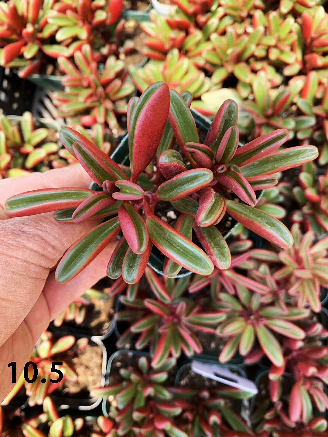 云南东南亚多肉绿植（图ZMTU1NDUxOTEy） - 产品摄影 - 站酷设计师绿植玩家原创素材 - 站酷ZCOOL