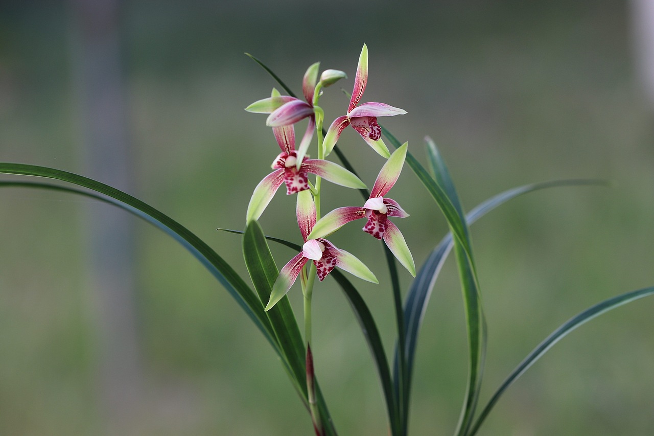 建兰—逸红双娇（小国魂）