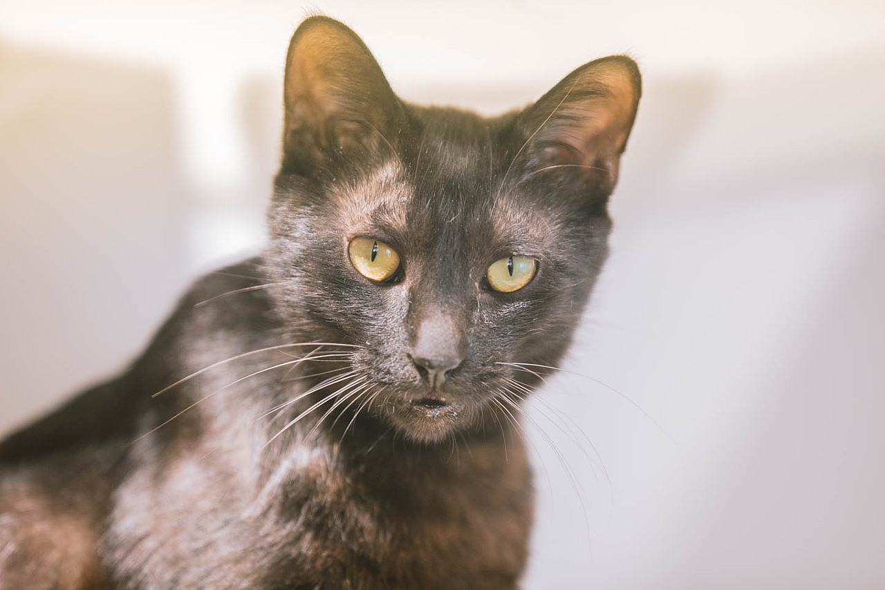 猫咖（图ZNjkyODQ4MTY=） - 宠物摄影 - 站酷设计师xubin1123原创素材 - 站酷ZCOOL