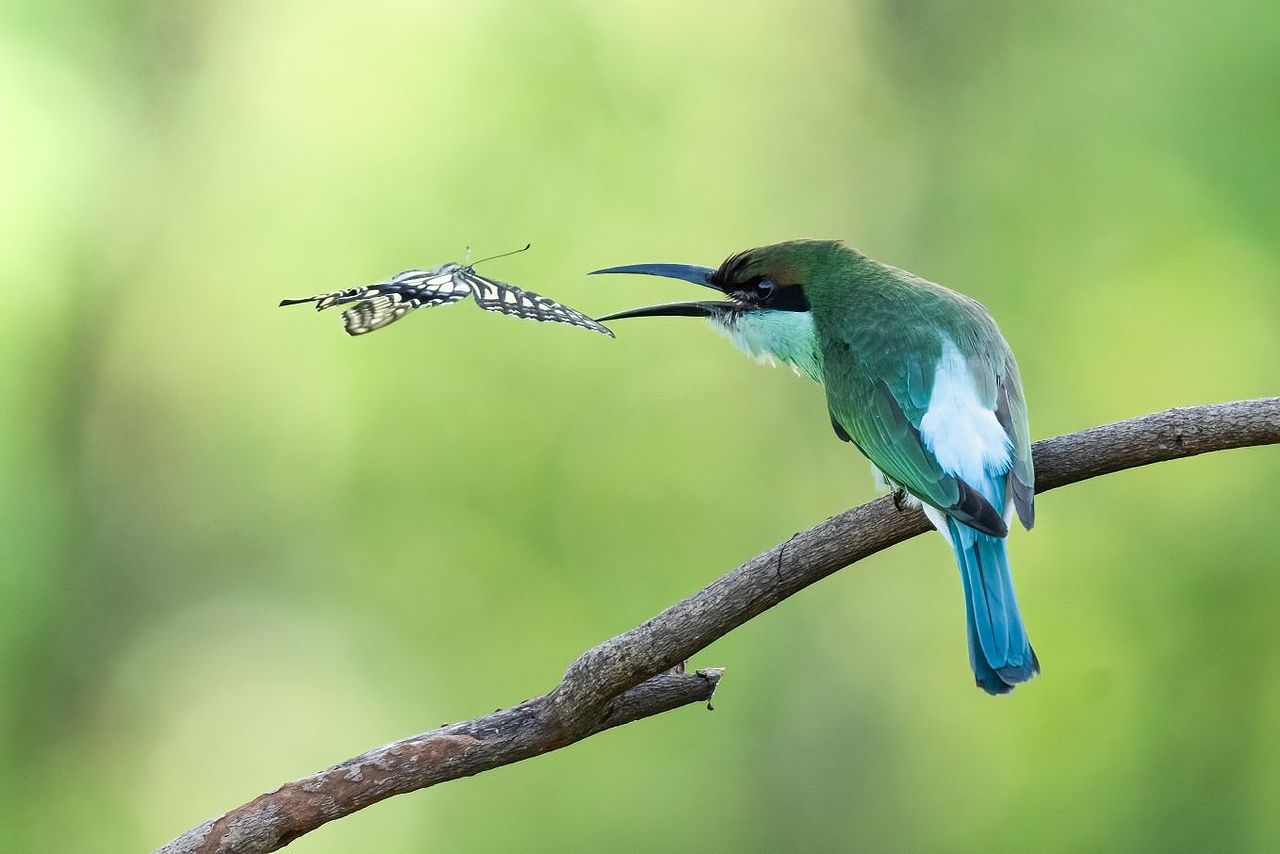 感悟自然·年度观鸟精华
