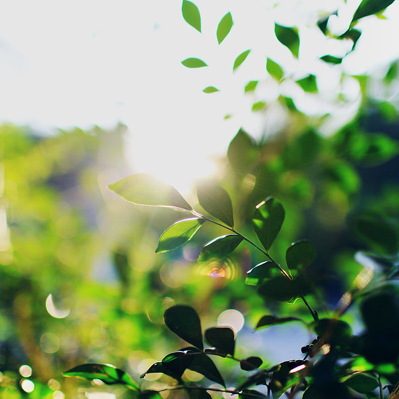 种桃种李种春风