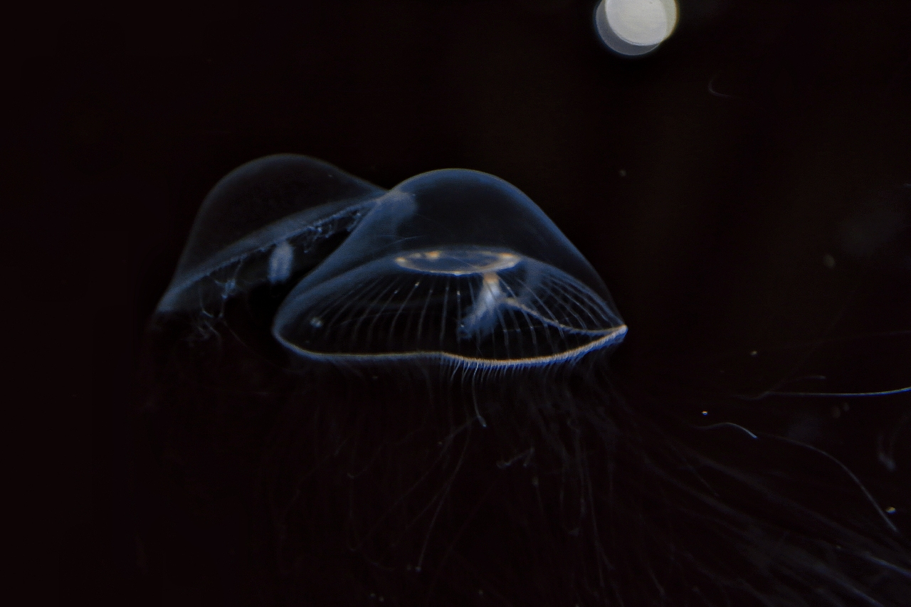 海游馆(摄影)（图ZMjQwODA0NDQw） - 风光摄影 - 站酷设计师sin纯子原创素材 - 站酷ZCOOL