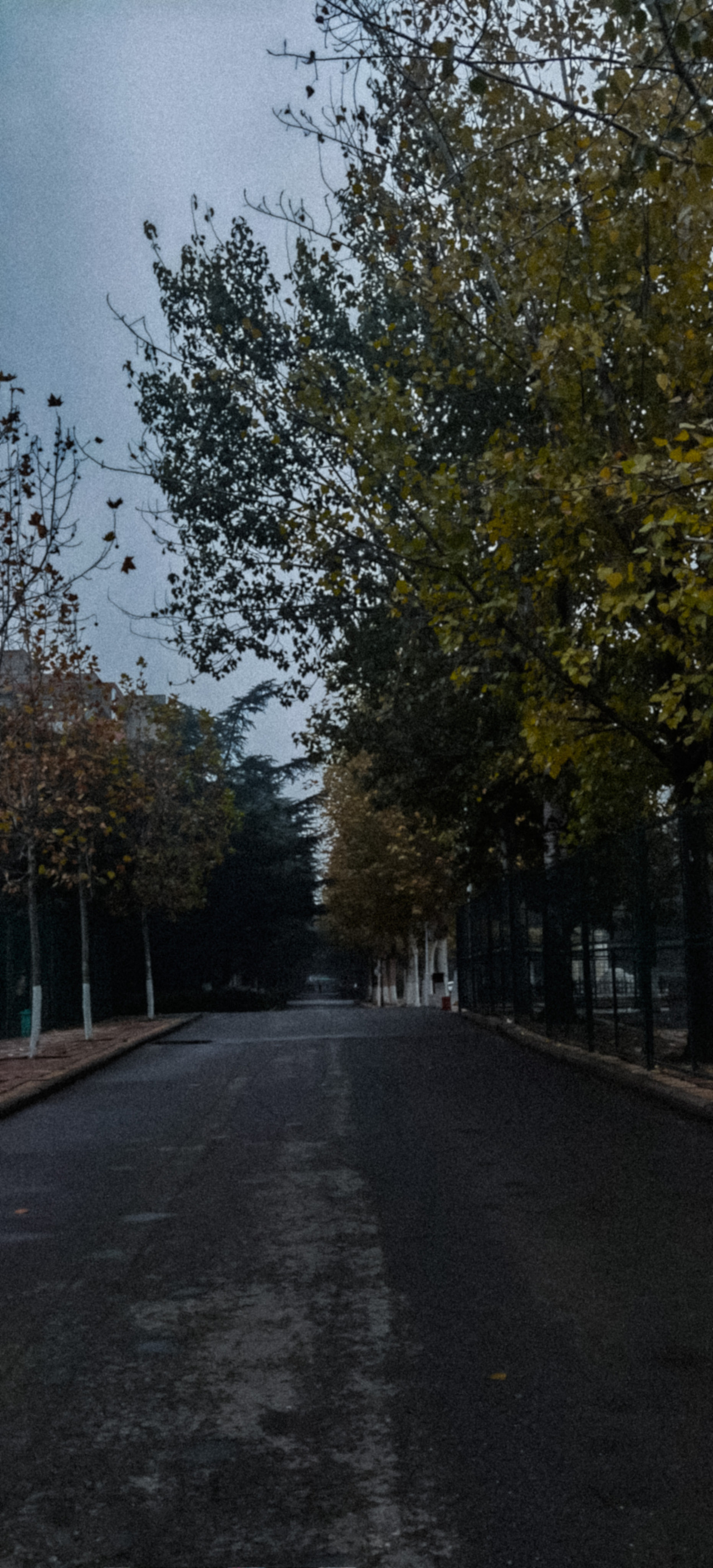 安静孤僻的林荫街道