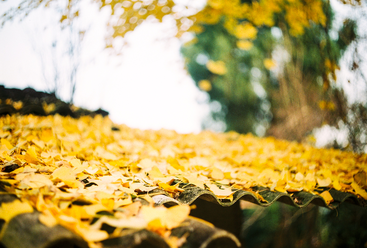 摄胶记~（图ZMTM5MzE5MjUy） - 风光摄影 - 站酷设计师阿尔法Romeo原创素材 - 站酷ZCOOL