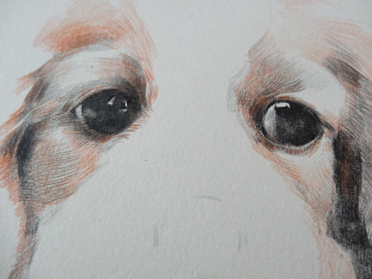 呆呆狗（彩鉛畫(huà)）（圖ZMTY4ODk0MzY=） - 創(chuàng)作習(xí)作 - 站酷設(shè)計(jì)師許歡原創(chuàng)素材 - 站酷ZCOOL