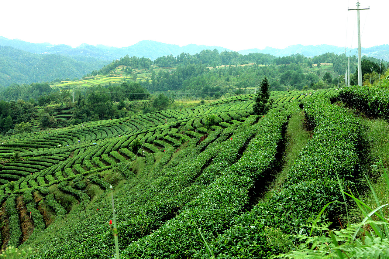 贵州独山县影山镇茶园摄影（图ZMzM2NzU5MDg=） - 风光摄影 - 站酷设计师1222445原创素材 - 站酷ZCOOL