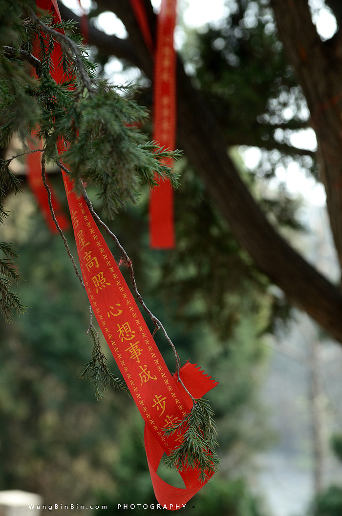 腊梅花开——开封禹王台公园